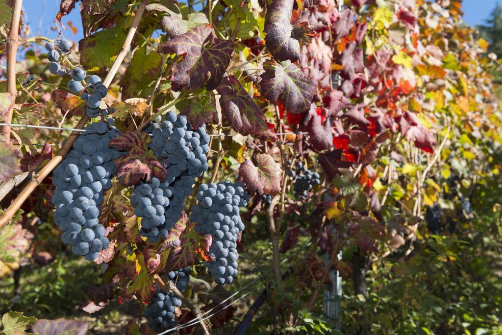 Agriturismo Gli Elfi 아오스타 외부 사진